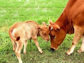牛群常见的寄生虫有哪些,牛打疫苗后几天打虫子可以