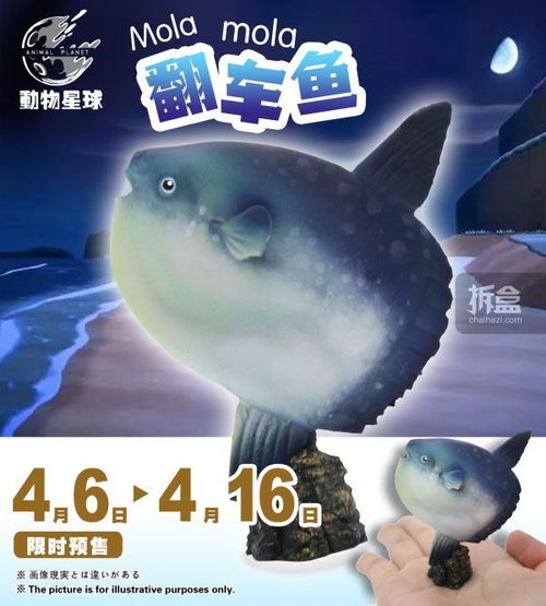 动物星球 海洋生物 动物森友会 翻车鱼