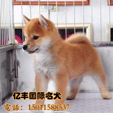 日系柴犬幼犬多少钱 纯种柴犬价格 亿丰犬舍直销 