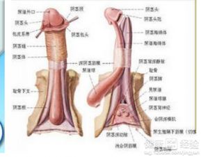 男人做阴茎延长术有危险吗