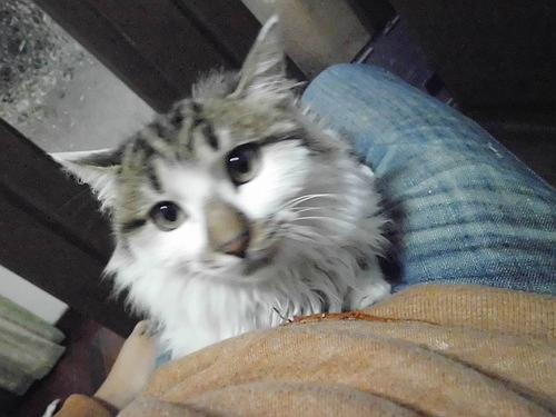 苏州市区小猫求领养 