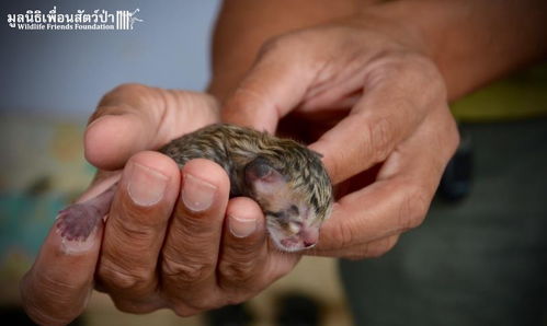 泰国民众在家门前捡到刚出生小猫 没想到竟是珍稀小渔猫