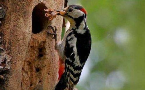 啄木鸟吃什么食物 