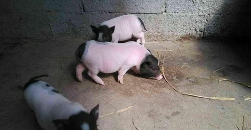 农民称它 五脚猪 ,成年只有70斤,肉价是普通猪肉的2倍