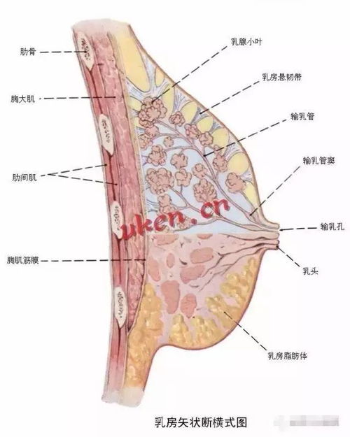 发现乳房肿块了 这篇文章能帮到你 