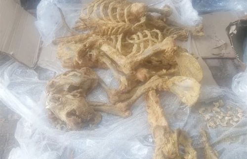 27只狮子的生命 南非一男子家中发现数堆狮骨,或将被充当虎骨