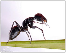 蚂蚁菜泡醋吃有什么作用 