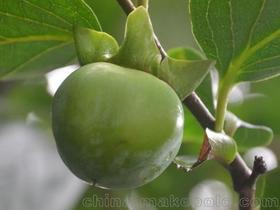 草莓油桃价格 草莓油桃批发 草莓油桃厂家 