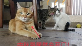 猫肚子一抽一抽的吐黄水