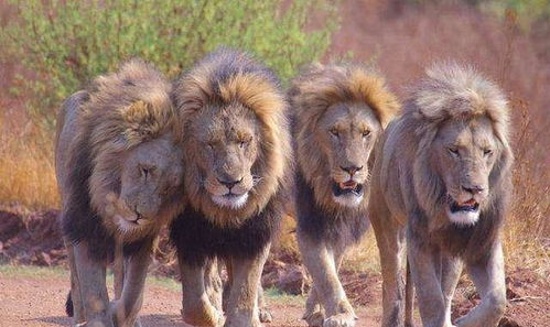 为啥狮子老了会被饿死,老虎老了却不会 谁是霸主一目了然