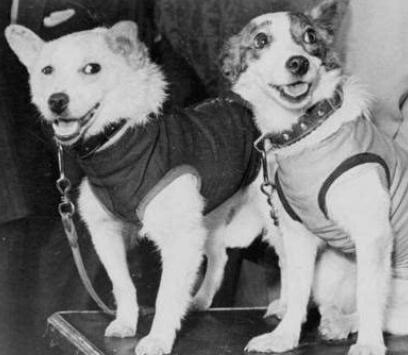 第一只进入太空的狗,结局已注定的死亡之旅,真相也被隐瞒45年