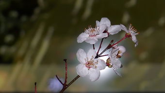 小五也可以拍出单反的效果 花儿为什么这么美