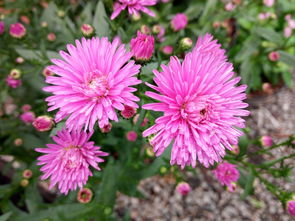 批发鲜花去哪里进货（批发鲜花去哪里进货七台河）