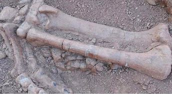 小伙地下挖出一具亿年骨头,却毅然献给专家搞研究