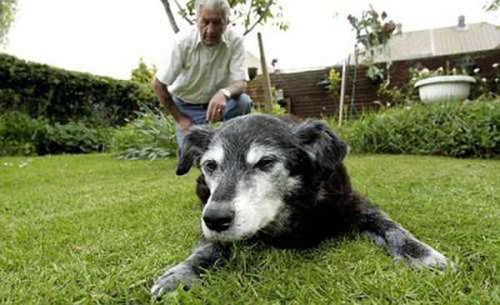 世界上年龄最大的狗多少岁 