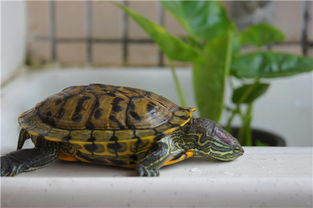 巴西龟怎么养 正确饲养巴西龟的5大要求
