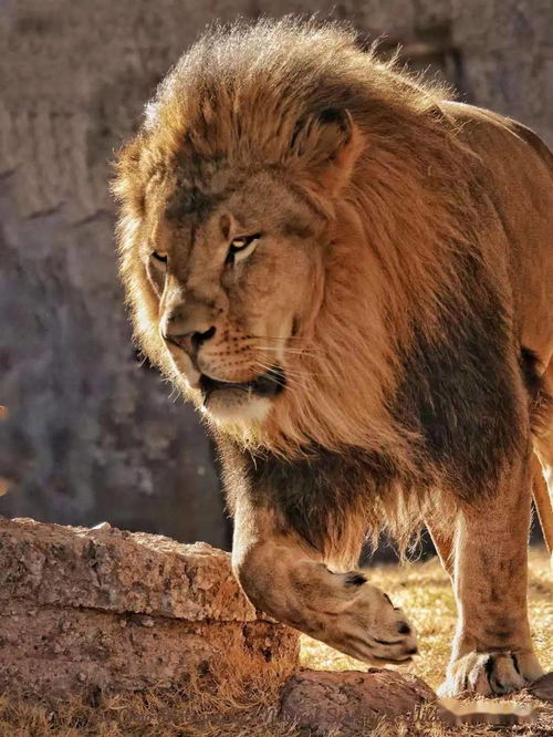 山中的王 狮子 老虎 豹子,谁才是你眼中的最强王者