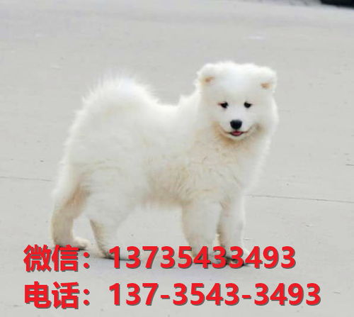南京宠物狗狗犬舍出售纯种萨摩耶犬领养卖狗买狗地方在哪有狗市场