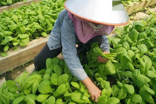 八桂田园 画 里说丰收,节约正当时 种菜选豆,磨豆滤浆,采摘青菜瓜果,五谷作画......