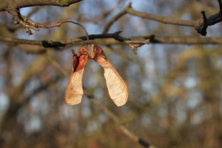 宏碁,枫,pseudoplatanus,种子,梧桐,秋,植物 