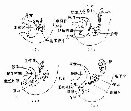 组织学与胚胎学 一 消化系统的发生 