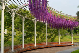 别墅庭院搭设紫藤花架的方法 