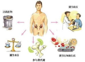 除了就医 吃药外,做好这日常3点,也能保护肾脏健康