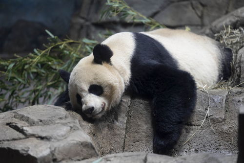 中国大熊猫抵美50周年 美动物园负责人 期待双方合作再继续50年