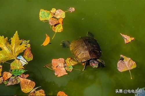 秋季养龟过程中需要注意什么 秋季乌龟常见病有哪些