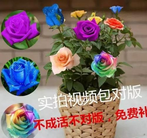 买花别 图便宜 ,4种花 白送 也不要,1棵不活 还传染家里花