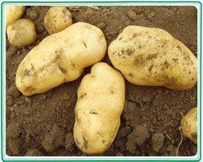 土豆的种子是什么样子,如何培育一代土豆种子