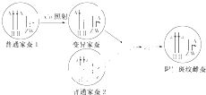 细胞核占细胞体积的多少(细胞核占比多大)