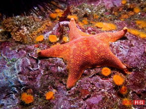 海底不只有一个派大星 还有这些美丽的海星 