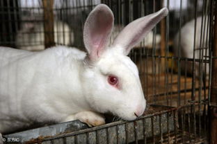 秋冬季节养殖獭兔可以用树叶饲料省钱又健康养殖獭兔饲料添加剂 