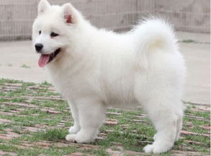 图 萨摩耶多少钱一只 纯种萨摩耶一般多少钱一只 萨摩耶 北京宠物狗 