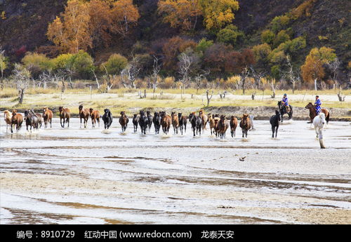 群马过河奔跑五彩树木高清图片下载 红动网 