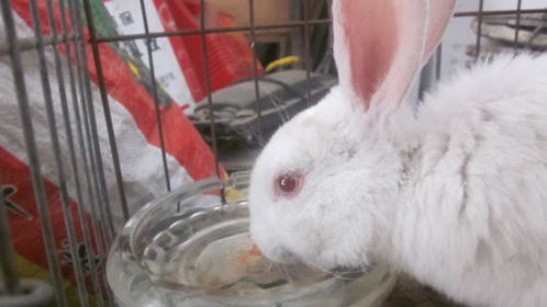 家养的兔子真的不能喝水吗 如果可以,那喂水时需要注意什么 