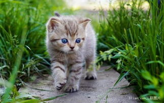 为什么猫咪要吃草 猫咪爱吃草究竟是怎么回事呢 