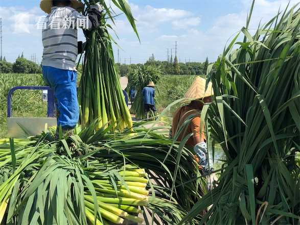 青浦练塘万亩茭白迎丰收 茭白节邀市民田头尝鲜 