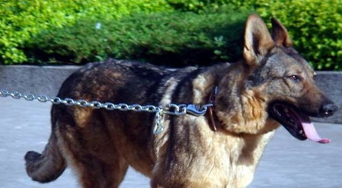 宠物小知识 哪种狼狗打得过德国牧羊犬 为什么 看完后明白