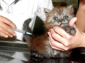 为什么打了疫苗猫咪反倒死了 打疫苗该注意什么 