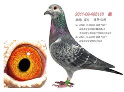 预定2014年苍白幼鸽 详见北京苍白鸽舍苍白种鸽配对表 