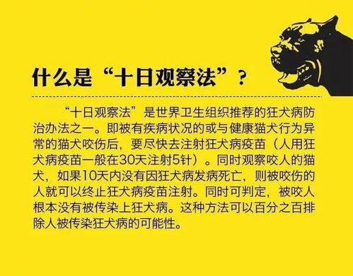 被猫狗咬伤后,能不能用十日观察法 医生告诉你怎么做