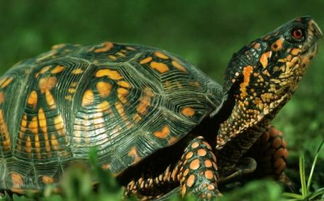 巴西龟能放生吗 巴西龟放生哪里比较好 