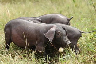 杜洛克黑猪能长多大,土黑猪配杜洛克的后代能养几斤重