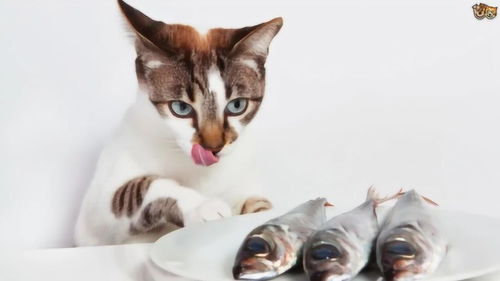 猫吃鱼不会被鱼刺卡到喉咙,这是为什么呢 