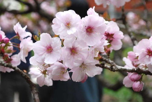 西木子 樱花祭十首