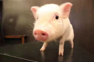 日本有家店用小猪做服务生,然而却是个悲伤的故事 