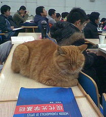 09年十大网络 最红 动物 学术猫领衔 
