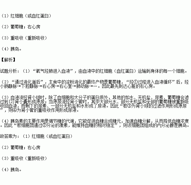 图是人体各结构间的关系示意图.① ④代表生理活动.请据图回答问题 1 氧气经肺进入血液.由血液中的 运输到身体的每一个细胞. 2 通过消化道后.主食中的淀粉消化的最终产物是 